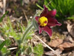 Die Küchenschelle bei uns im Garten