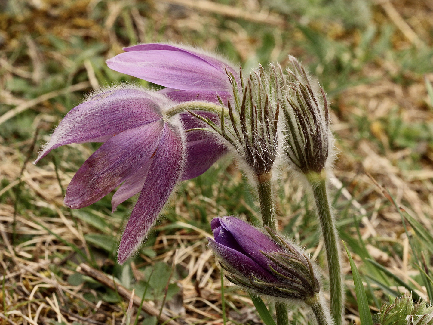 Die Küchenschelle (Pulsatilla vulgaris) läutet den Frühling ein