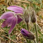 Die Küchenschelle (Pulsatilla vulgaris) läutet den Frühling ein