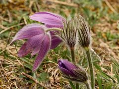 Die Küchenschelle (Pulsatilla vulgaris) läutet den Frühling ein