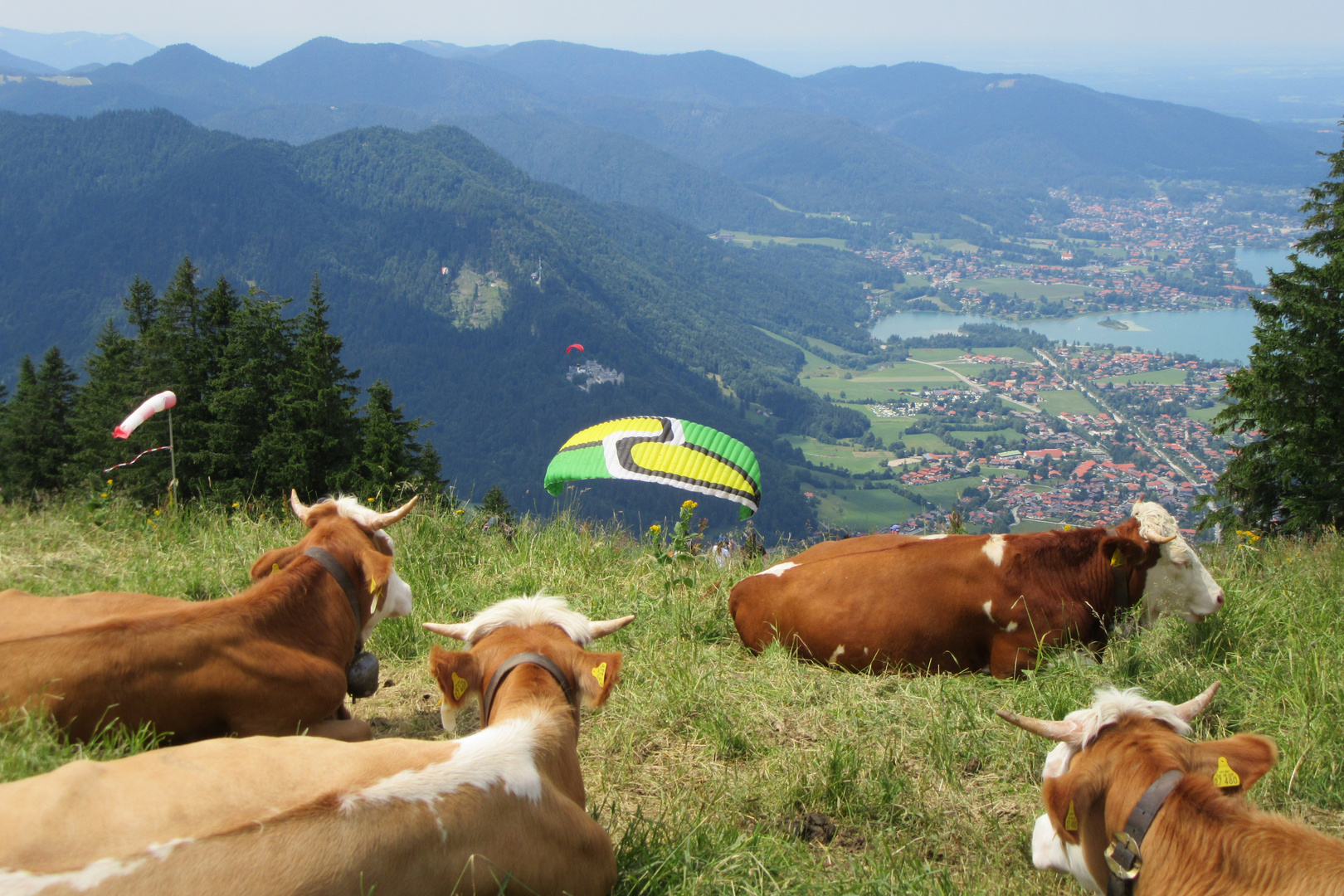 Die Kühe auf dem Wallberg