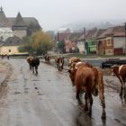 Die Kühe haben Vorfahrt in Boian