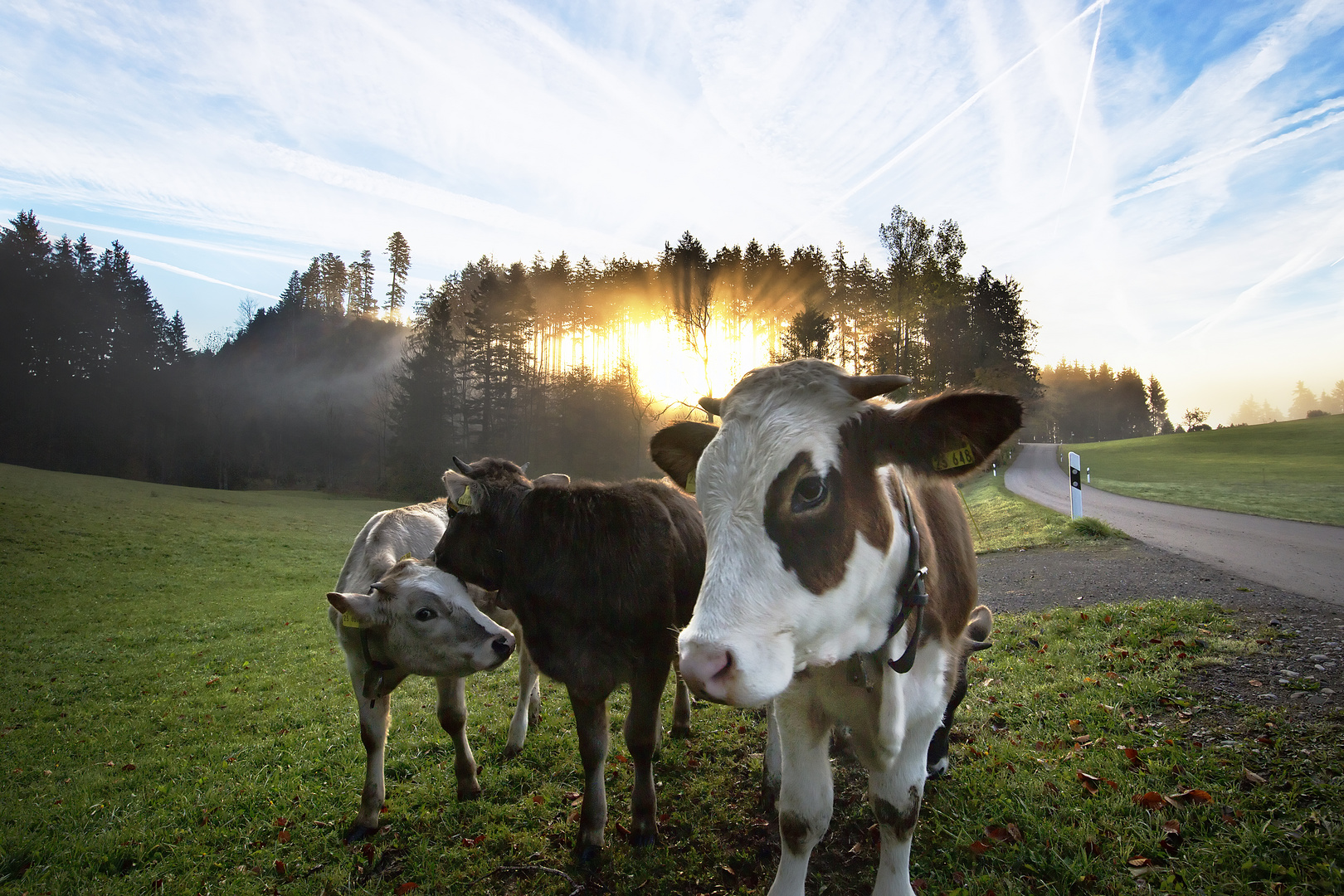 || Die Kühe - Im Sonnenaufgang ||