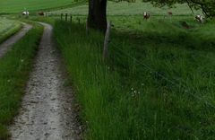 Die Kühe sind draußen