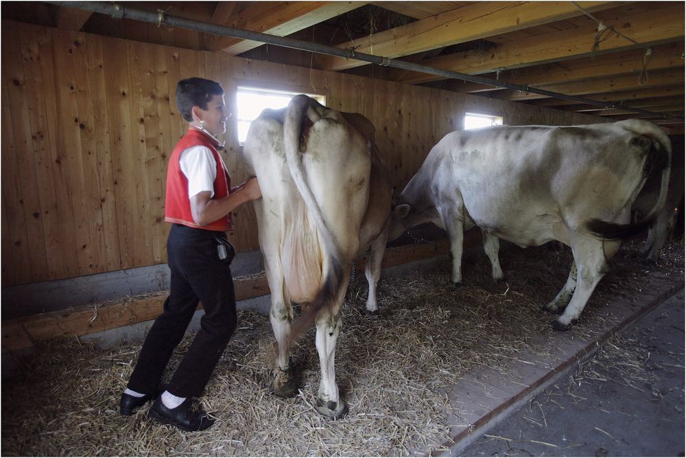 die Kühe werden in den Stall getrieben