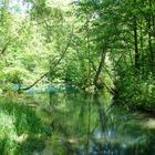 Die Kühle von Wasser und Wald genießen