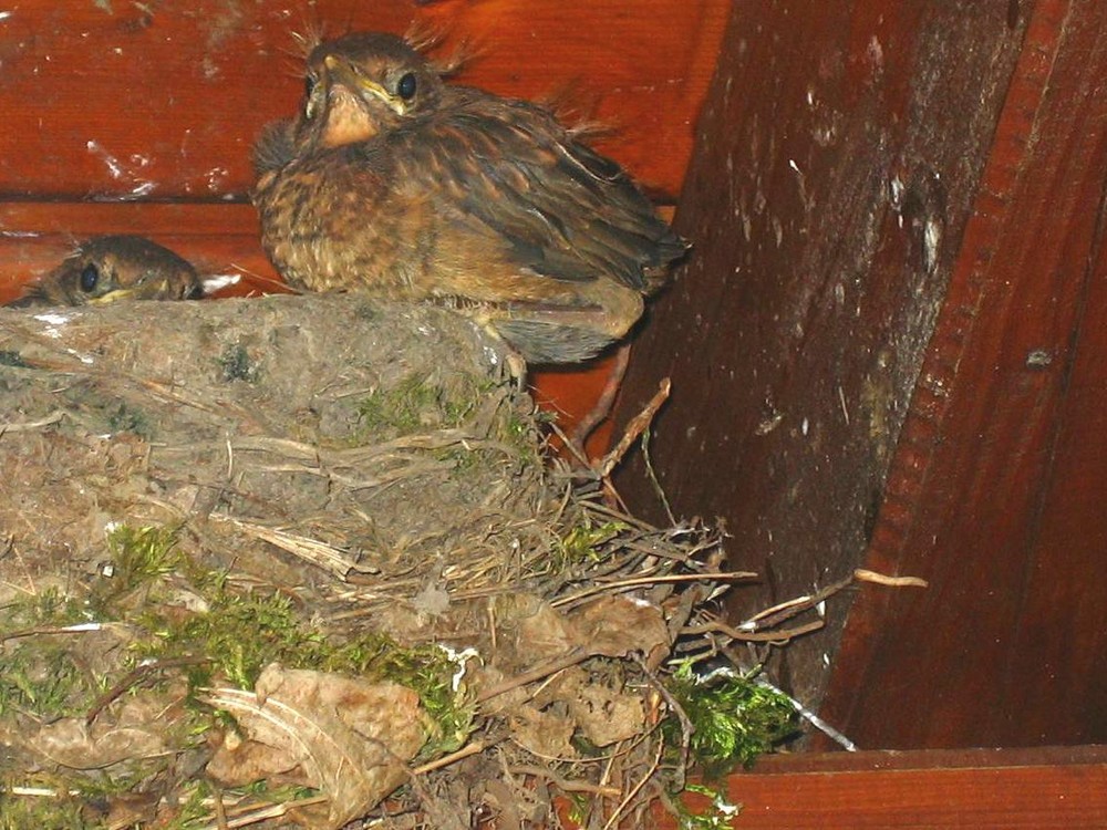 Die Küken verlassen langsam das Nest