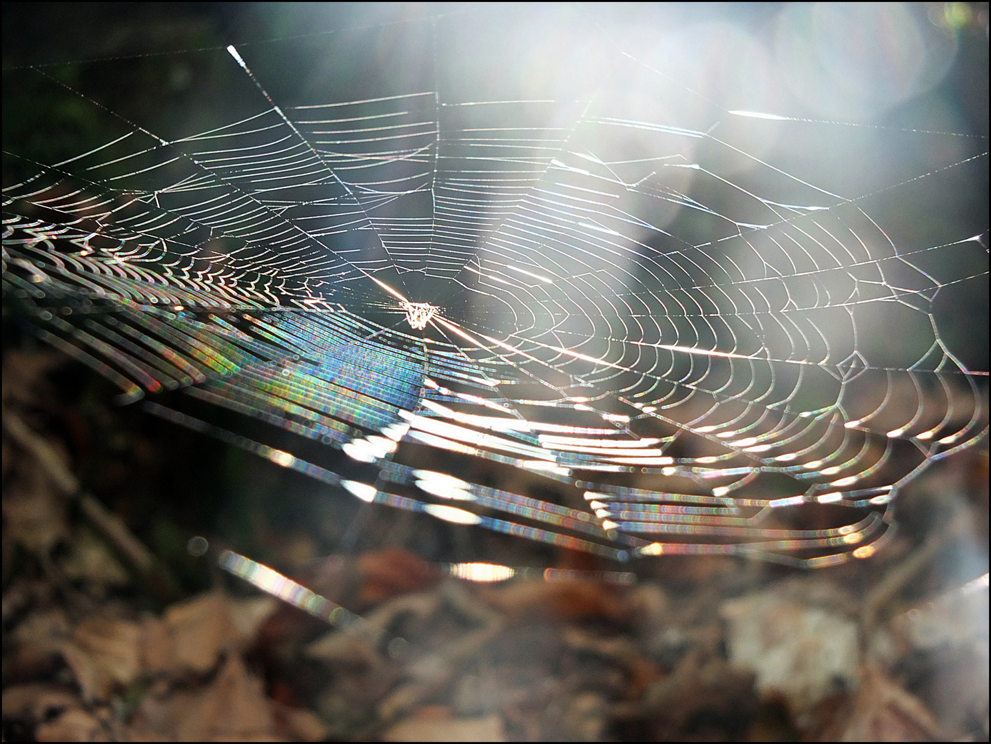 die Künste einer Spinne