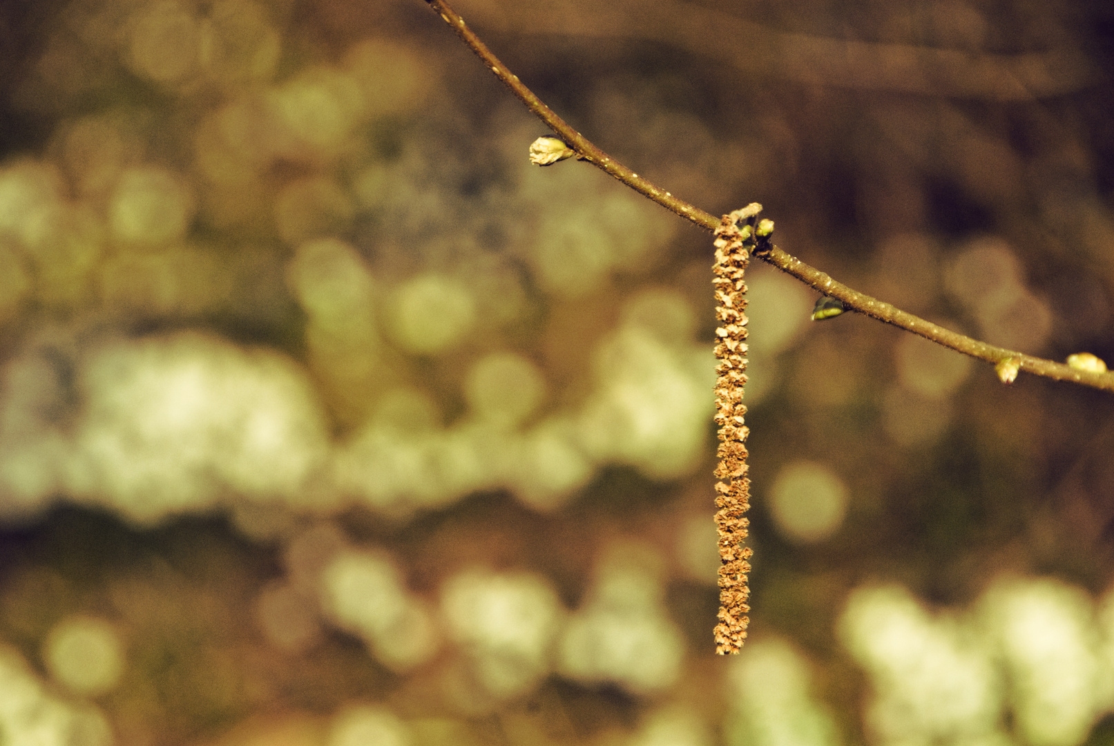 die künstlerin natur