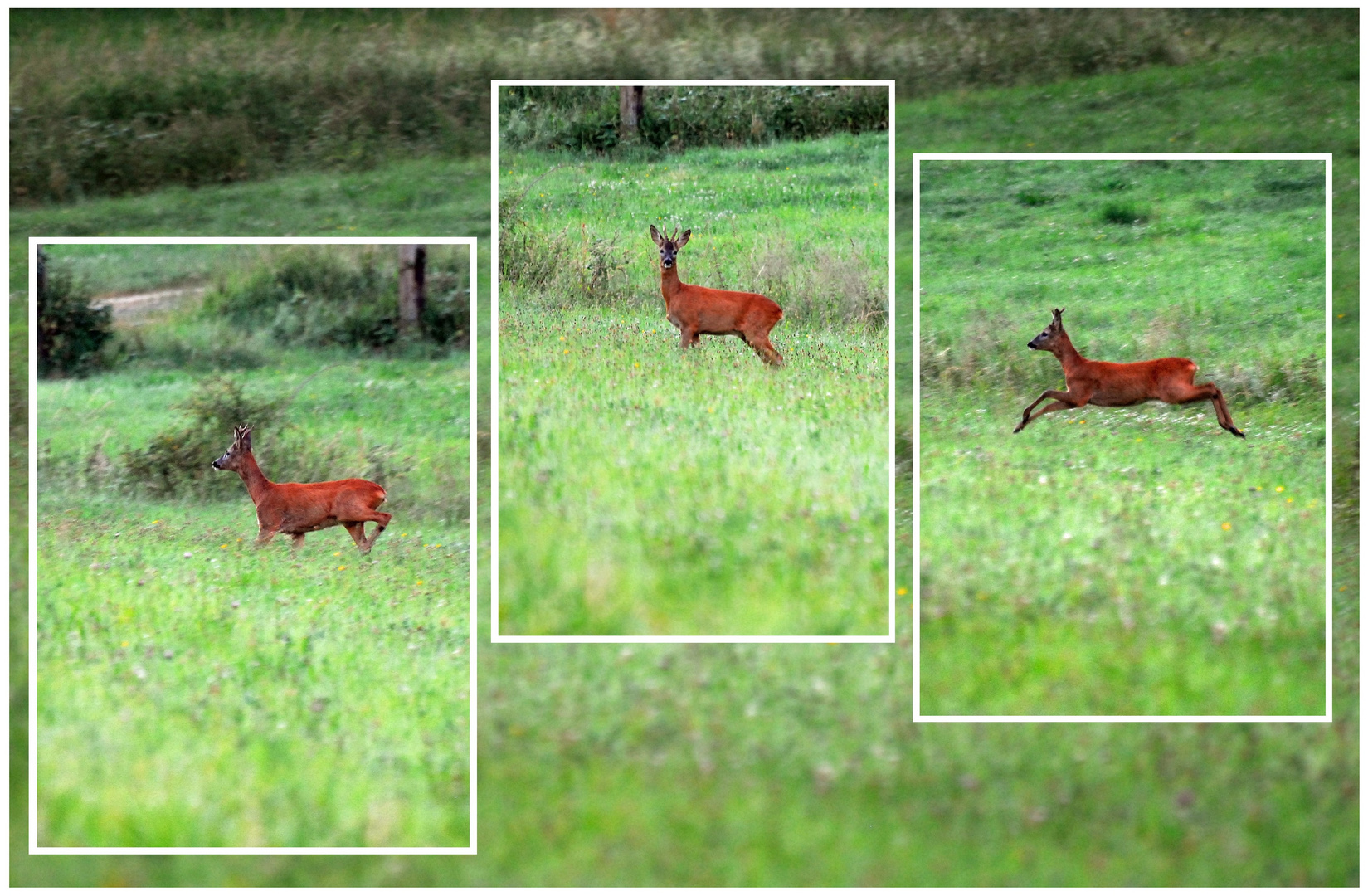 Die kürzerste Bambi-Geschichte