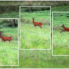 Die kürzerste Bambi-Geschichte