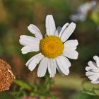 DIe Küsten- Kamille (Tripleurospermum maritimum)