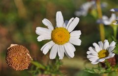 DIe Küsten- Kamille (Tripleurospermum maritimum)