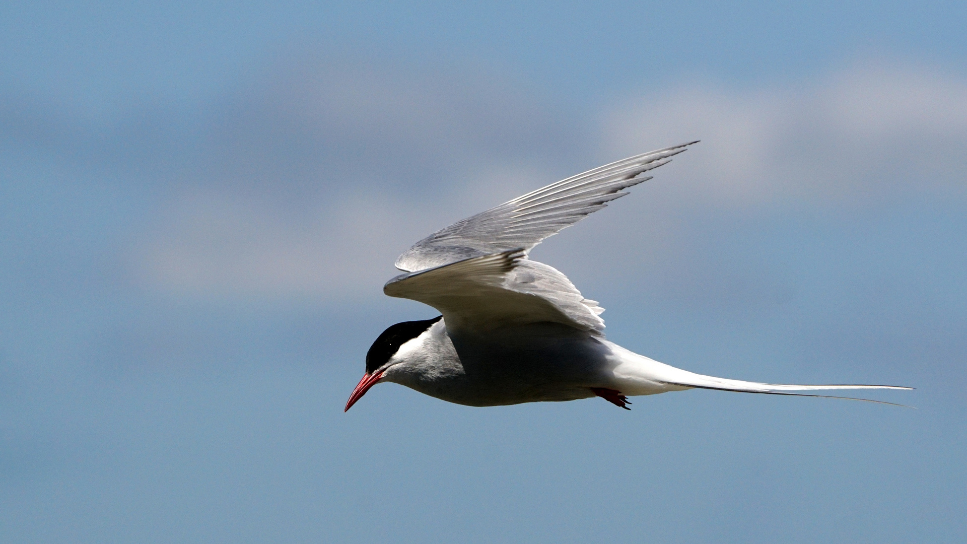 Die Küstenseeschwalbe - ein faszinierender Vogel