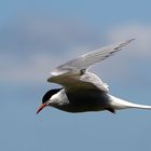 Die Küstenseeschwalbe - ein faszinierender Vogel