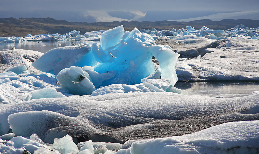 Die Küstenseeschwalben am Jökulsárlón