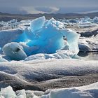 Die Küstenseeschwalben am Jökulsárlón