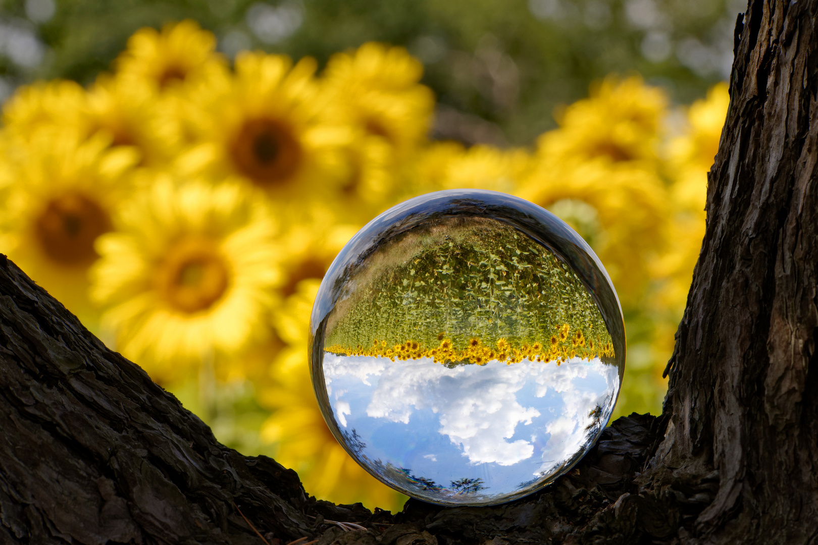 Die Kugel der 1000 Sonnenblumen