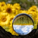 Die Kugel der 1000 Sonnenblumen