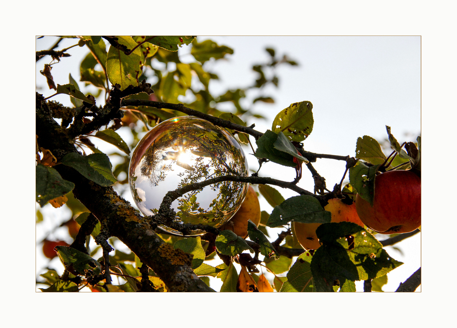 Die Kugel im Apfelbaum