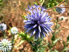 Die Kugeldistel Stachelige Schönheit am Wegesrand! SAMOS/Greece