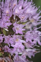 Die Kugelorchis (Traunsteinera globosa) mit ihren winzigen Blüten . . .