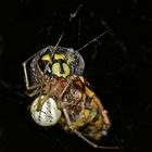 Die Kugelspinne Enoplognatha lineata hat eine Gemeine Wespe (Paravespula vulgaris) gefangen