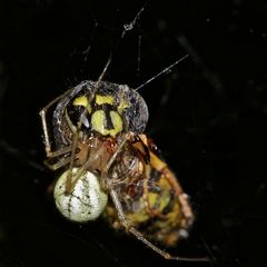 Die Kugelspinne Enoplognatha lineata hat eine Gemeine Wespe (Paravespula vulgaris) gefangen