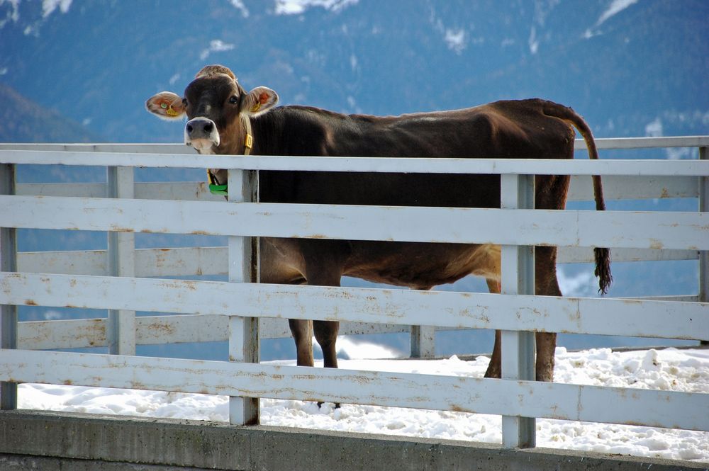 "Die Kuh auf dem Balkon"