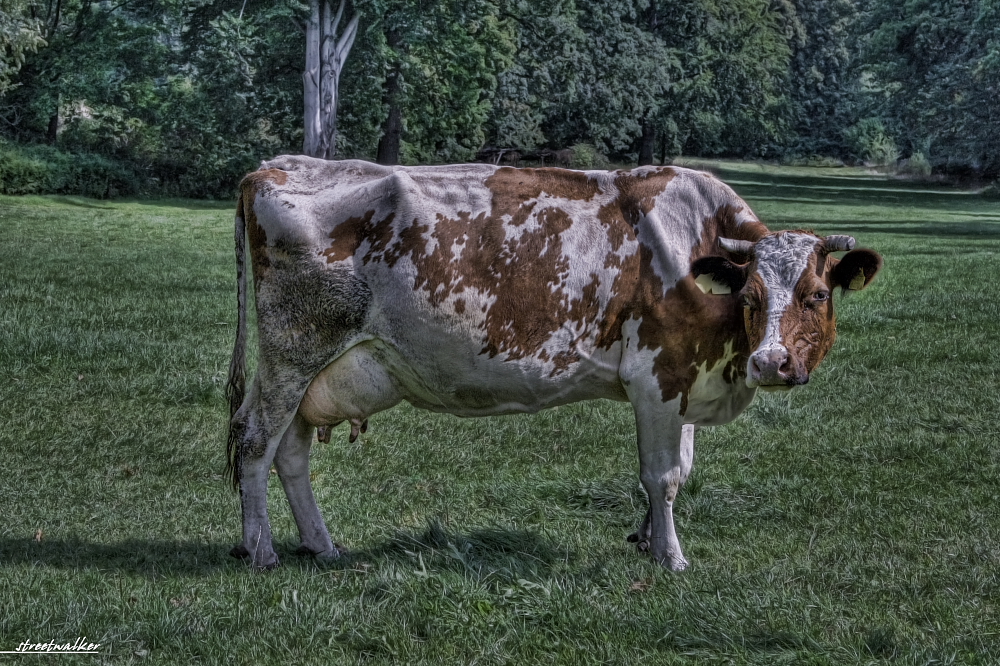 die Kuh auf dem Feld