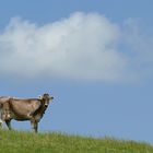 Die Kuh aus dem Allgäu