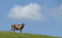 Die Kuh aus dem Allgäu