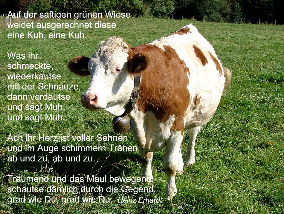 DIE KUH Foto & Bild quatsch, fun und rätselecke, humorvolle bilder