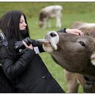 Die Kuh das unberechenbare Wesen