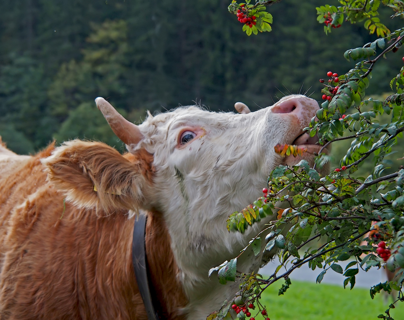 Die Kuh, die den Busch des Nachbars frisst... - La vache qui mange le buisson du voisin...