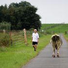die Kuh die lief am Deich entlang .... 