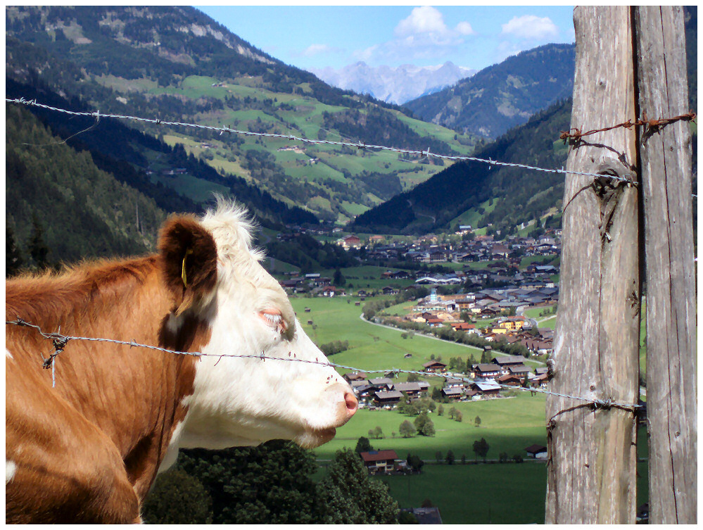 Die Kuh Elsa und der Blick ins Großarltal