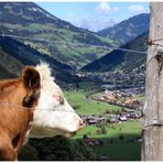 Die Kuh Elsa und der Blick ins Großarltal