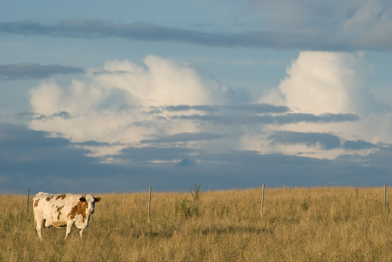 Die Kuh, ihre Weide und die Wolken