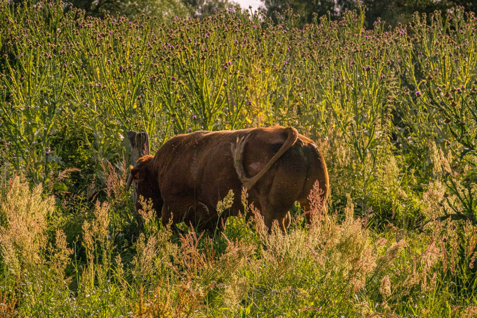 Die Kuh im Distelwald