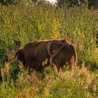 Die Kuh im Distelwald