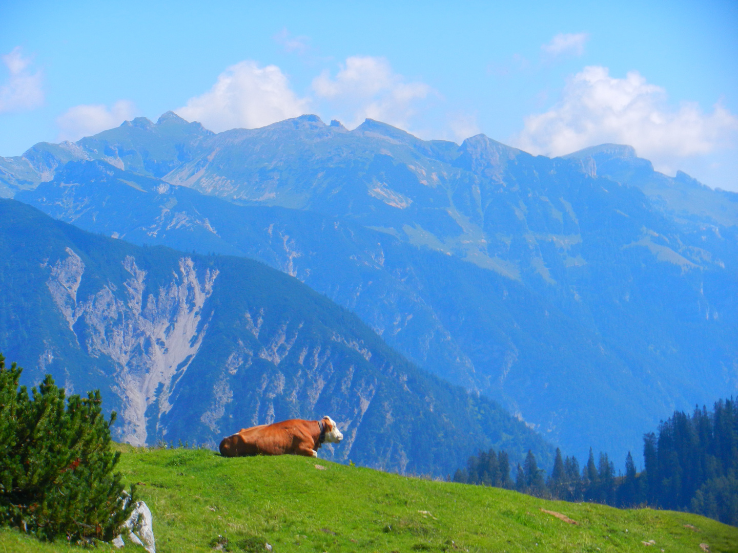 Die Kuh im Karwendel