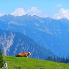 Die Kuh im Karwendel