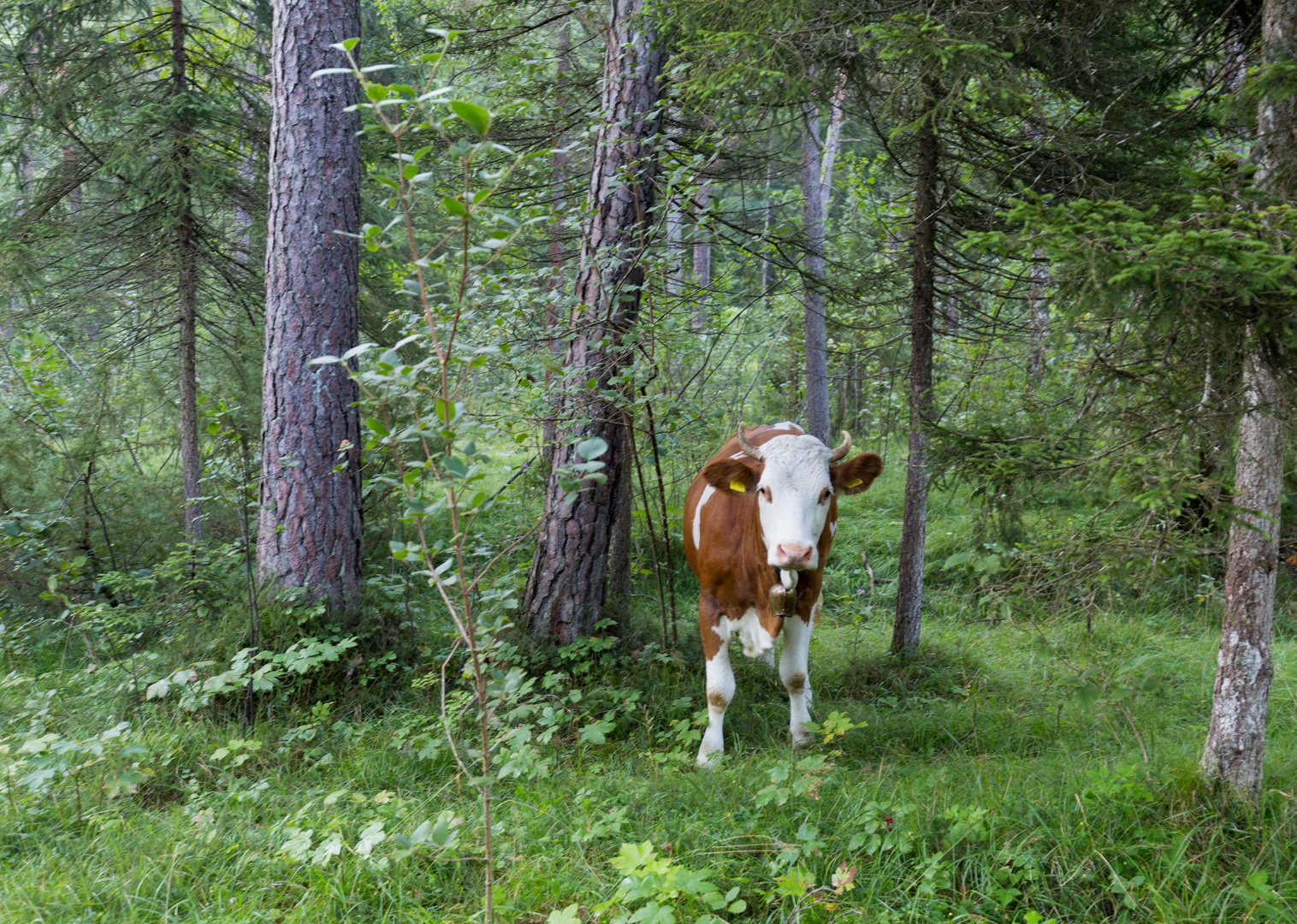 Die Kuh im Wald