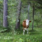 Die Kuh im Wald