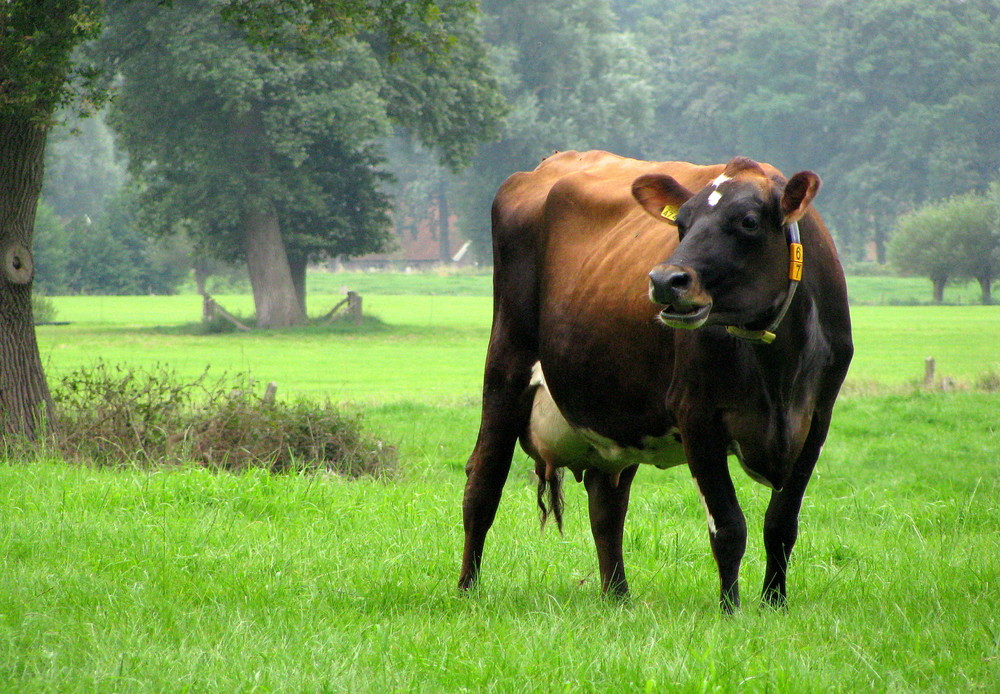 Die Kuh in die Landschaft