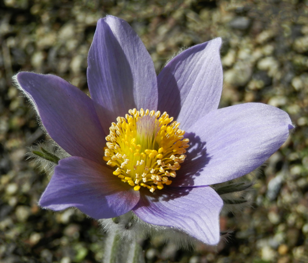 Die Kuh- oder Küchenschelle - ein Hingucker für jeden Garten