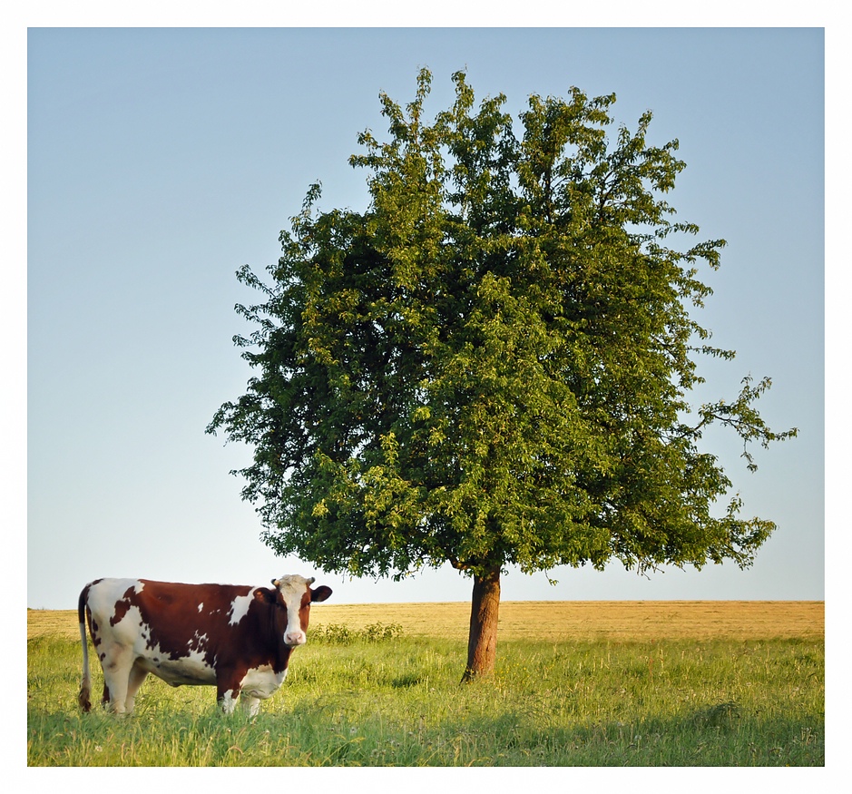 Die Kuh und der Baum
