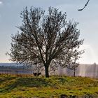 Die Kuh unter dem Baum im künstlichen Regen und der Ausichtsmann