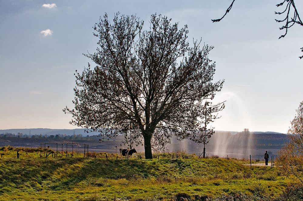 Die Kuh unter dem Baum im künstlichen Regen und der Ausichtsmann